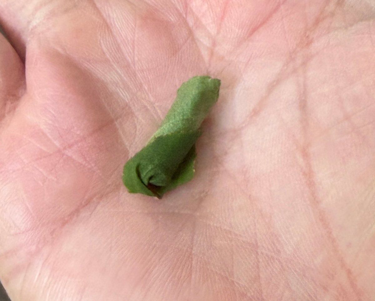 u_jin's tweet photo. 小学生の国語の教科書で「虫のゆりかご」に登場したオトシブミという昆虫の揺籃。すごい印象的でいまだに覚えているんだけど、本物を見たことが無かった。
高尾山で初めて見かけて、いい大人が大興奮！
1cmに満たない小さい虫が卵を産みつけたあと器用にクルクル丸めて最後切り落とすんだぜ https://t.co/UrBOyQYC05