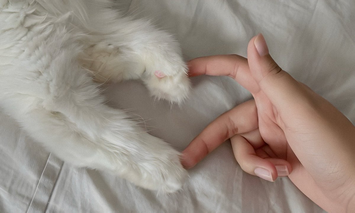 softycats's tweet photo. ⠀⠀⠀⠀⠀⠀⠀⠀⠀⠀⠀⠀⠀⠀⠀⠀⠀⠀⠀🫶🏻 https://t.co/Y1iUF6THqR