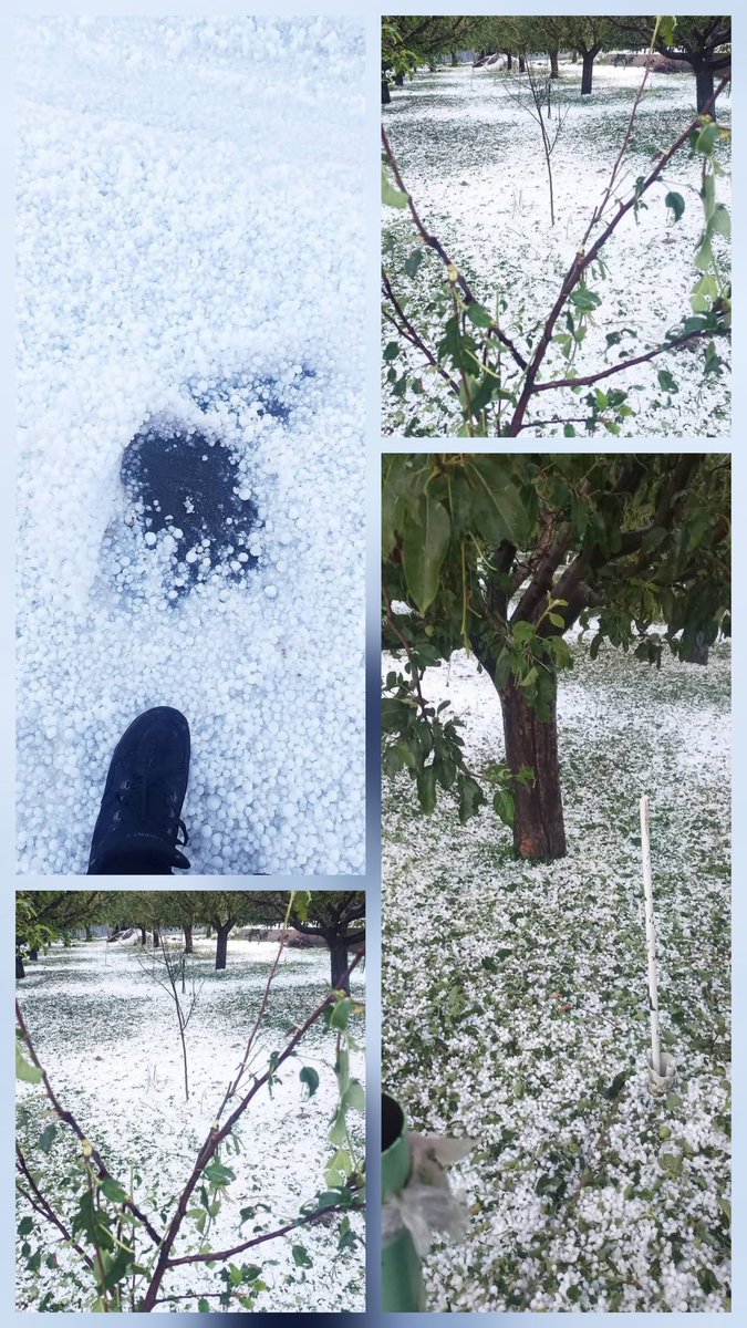 kashmirRains's tweet photo. #Ice-stricken Chukar:
#Severe hail #devastates Kunzer orchards.
@kashmirRains https://t.co/57D1uvPjLr