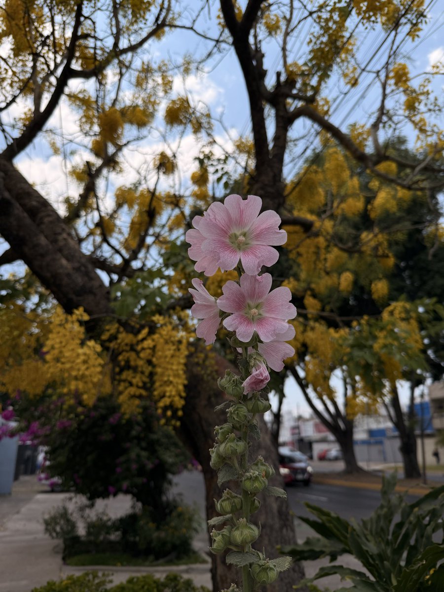 valevggc's tweet photo. 🌼🐇🗝️ https://t.co/QB1IQudWk0