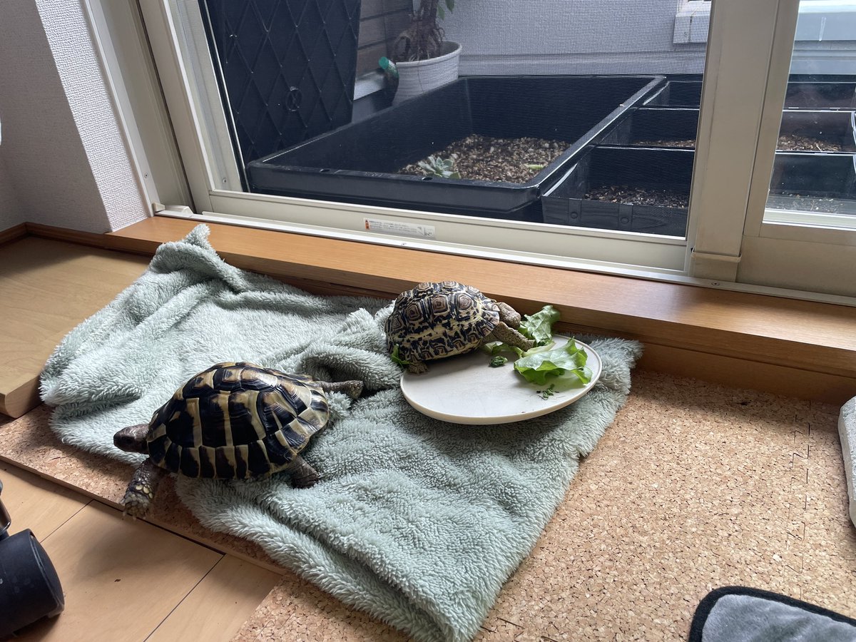 ぴよわんこ🐢リクガメズ tweet media