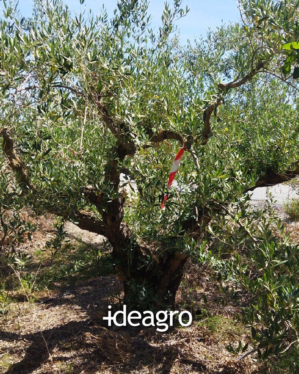 IDEAGRO tweet media