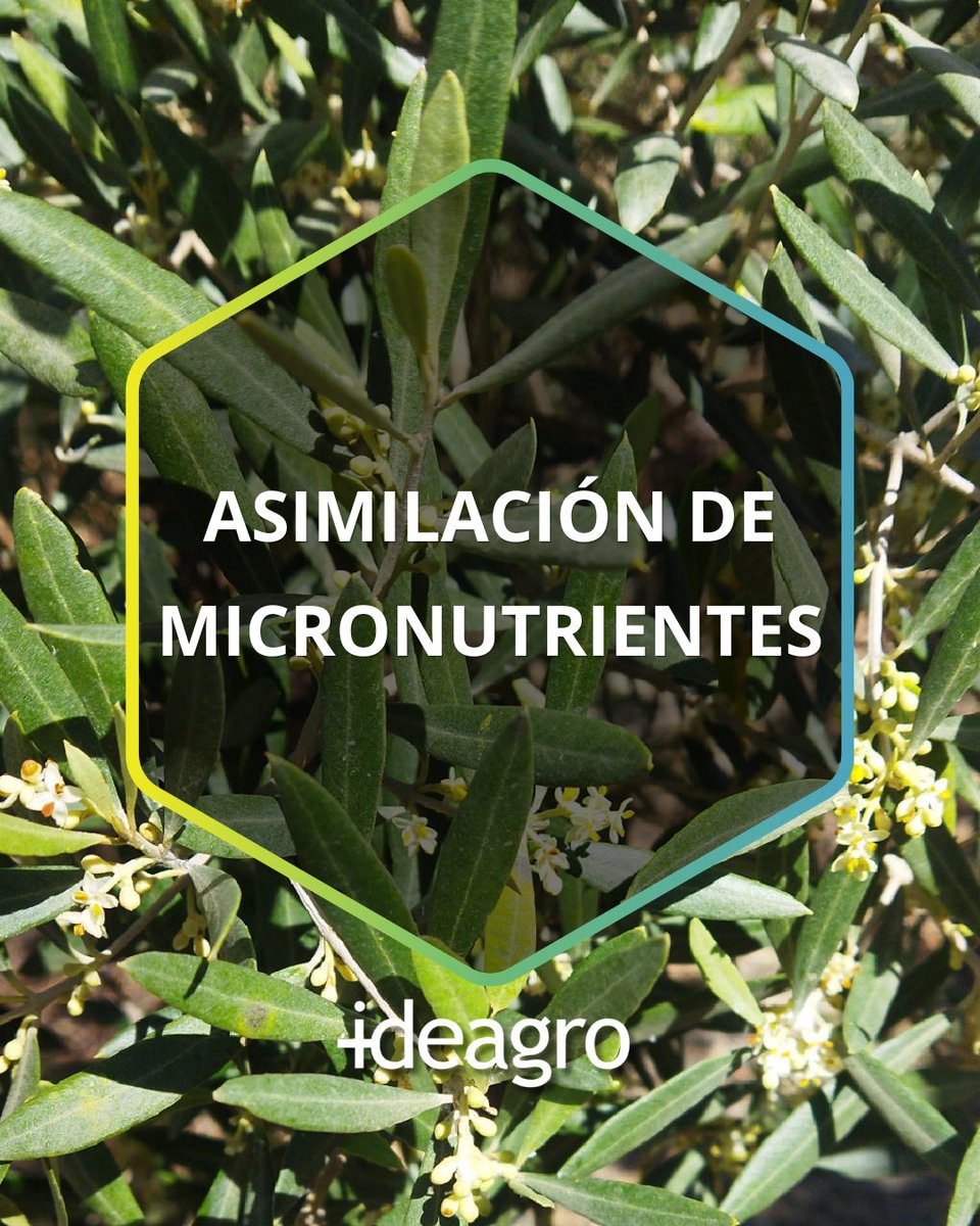 IDEAGRO tweet media