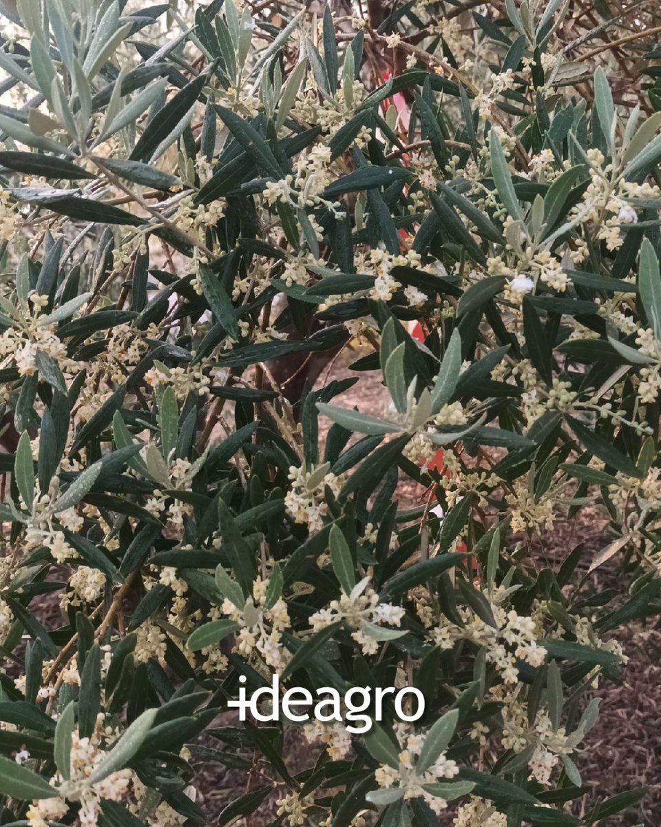 IDEAGRO tweet media