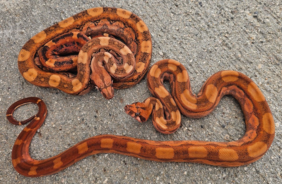 prncssbuttaface's tweet photo. Plss repost or like for me‼️🥹
My brother breeds &amp; sells snakes, &amp; wanted to help him put the word out, he’s only the 2nd person recorded worldwide to make these BEAUTIIFULLL hypo bloody incas! 
These bbys are for sale &amp; he does ship ❤️🐍🫶🏻 https://t.co/hFfJ99fKh5