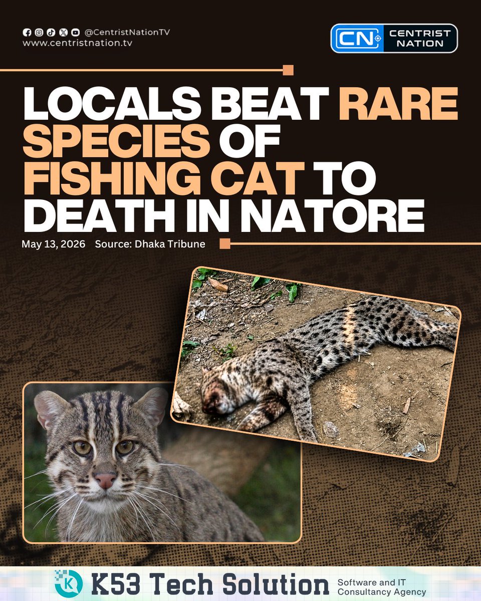 centristnattv's tweet photo. An endangered fishing cat was beaten to death by villagers in Natore’s Baraigram after locals accused the animal of attacking ducks, chickens, and goats in the area for several days
#FishingCat #Natore #centristnation https://t.co/AKuEY5Z1GI