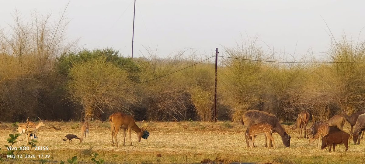 Van Vihar National Park tweet media