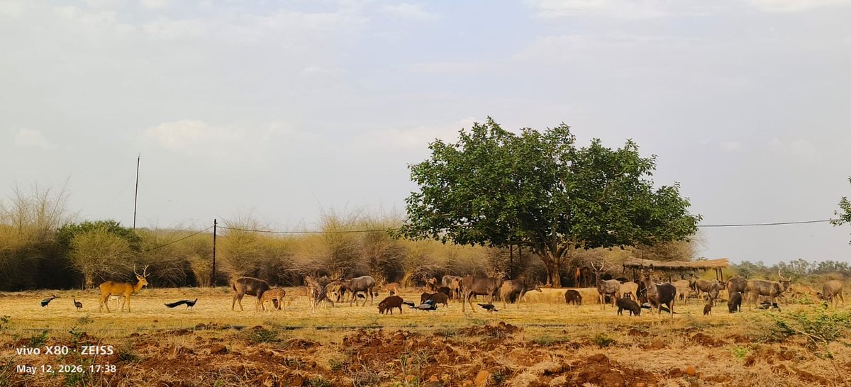 Van Vihar National Park tweet media