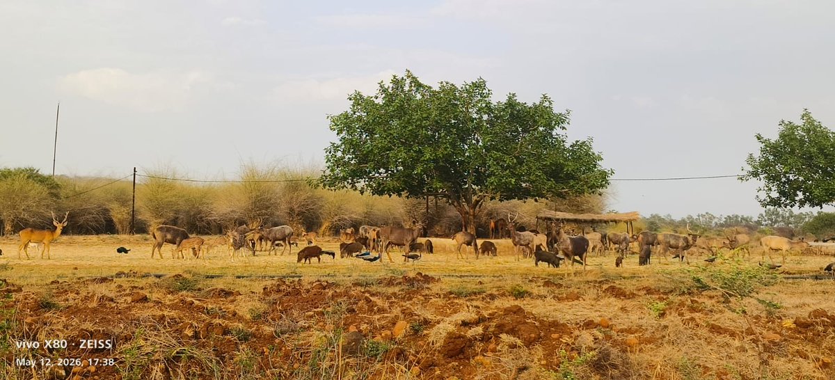Van Vihar National Park tweet media