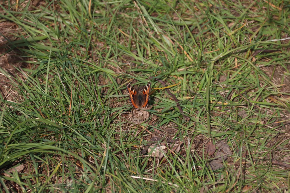 jgphotography10's tweet photo. Tortoiseshell ButterflyΒ π¦πΈ
#Minibeasts #Butterfly #TortoiseshellButterfly #WaldridgeFell #Photography https://t.co/cAbzIC0Nse