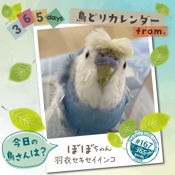 CAP_staff's tweet photo. #今日の鳥さん は?
#鳥どりカレンダー で掲載の鳥さんを毎日ご紹介

2027年版はただいま製作中！
進捗状況はコチラでご確認下さい!
https://t.co/zREU1WSRck

#鳥どりカレンダー2026
#365days鳥どりカレンダー
#インコ
#オウム
#鳥好きとつながりたい https://t.co/vxKfgAJ2Js