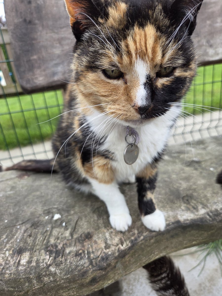 Shropshire Cat Rescue tweet media