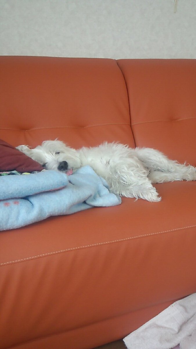 犬好きの者 tweet media