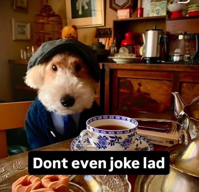 caninepoetry tweet media