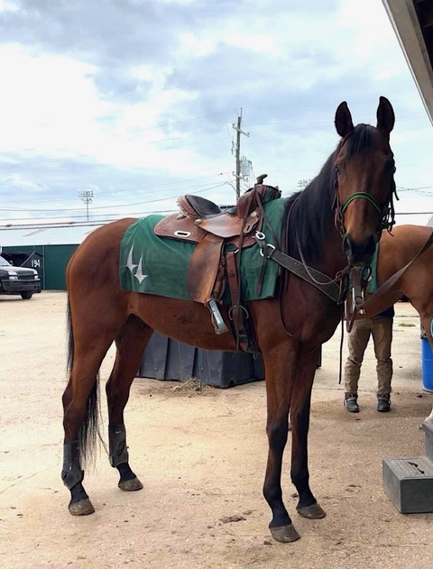 kneesocks's tweet photo. the umamusume event i was a part of got an email from the charity we donated to 🥹 i can't believe we raised enough for them to take in another horse 🥹🥹🥹 like it wasn't a crazy amount but this is so cool?!? 

https://t.co/P0oP5xH1vO more pics on our instagram https://t.co/U7bSu11tSZ