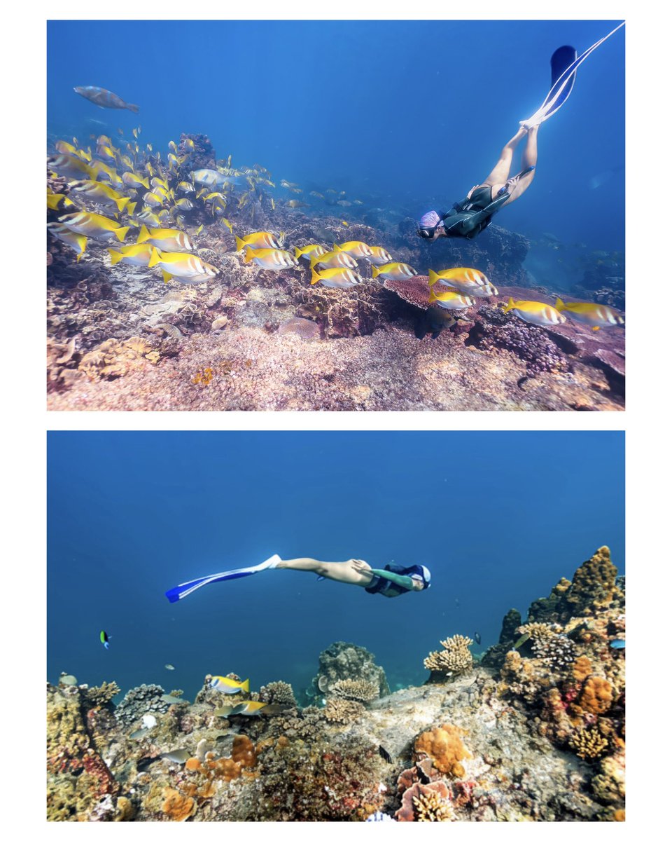 mammy168's tweet photo. Freedive mode: ON. 
Problems: OFF.

#🤿 #freediving #tanotebay #kohtao https://t.co/H5vc1zDhTS