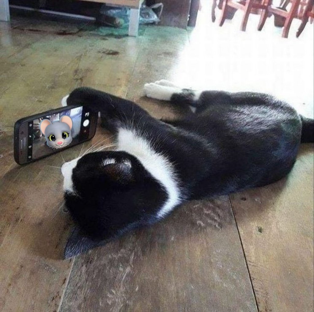 Cat tweet media