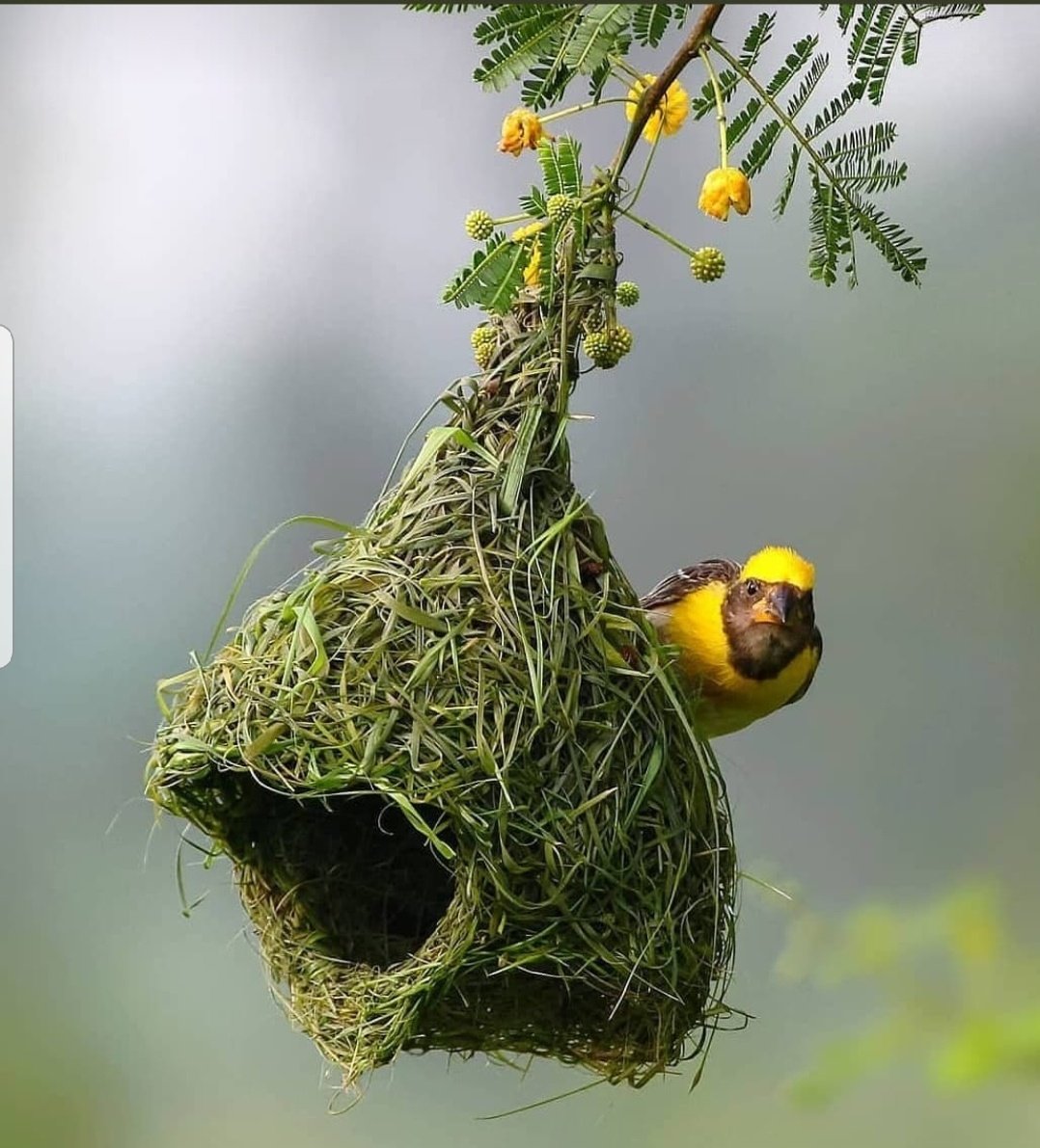 marvelyus tweet media