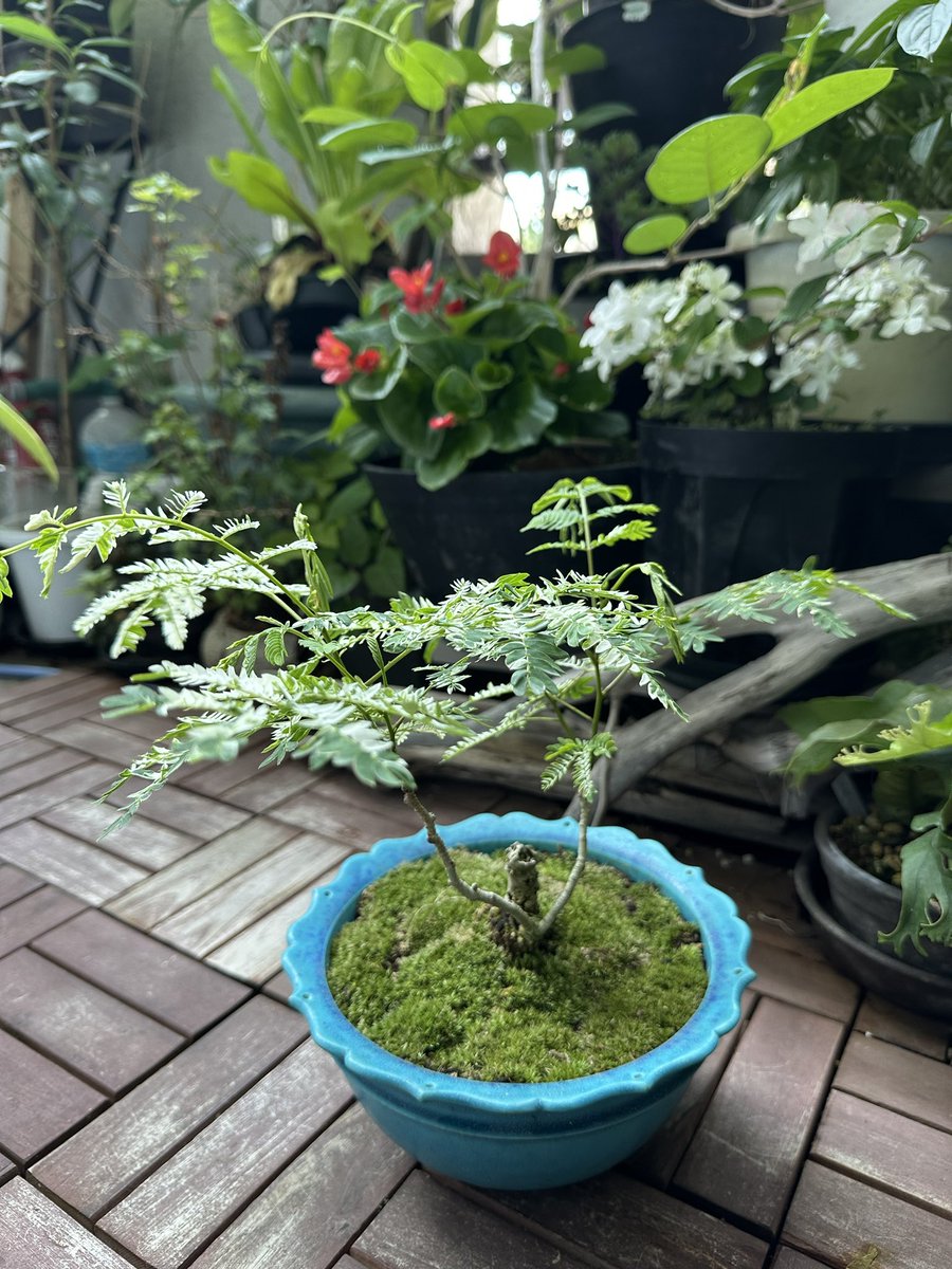 斑入りのエバーフレッシュを盆栽仕立てに。 #TLを花でいっぱいにしよう
