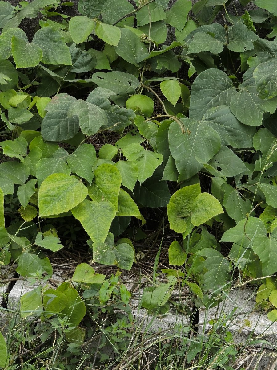 EU_Aliens's tweet photo. #PuerariaMontana #Kudzu, #InvasiveAlienSpecies of Union concern (EU Reg. 1143/2014), takes advantage of linear infrastructures, such as railways. https://t.co/9K1XR1YR82