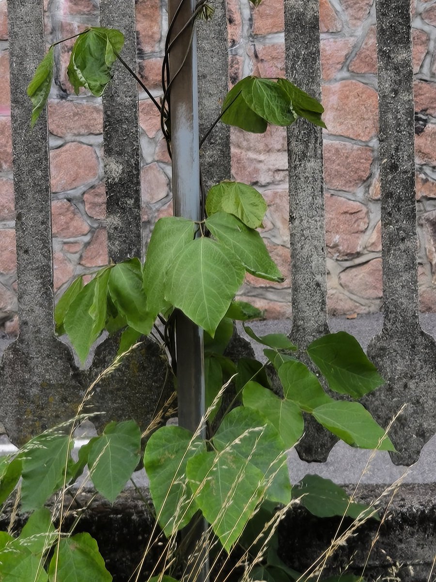 EU_Aliens's tweet photo. #PuerariaMontana #Kudzu, #InvasiveAlienSpecies of Union concern (EU Reg. 1143/2014), takes advantage of linear infrastructures, such as railways. https://t.co/9K1XR1YR82