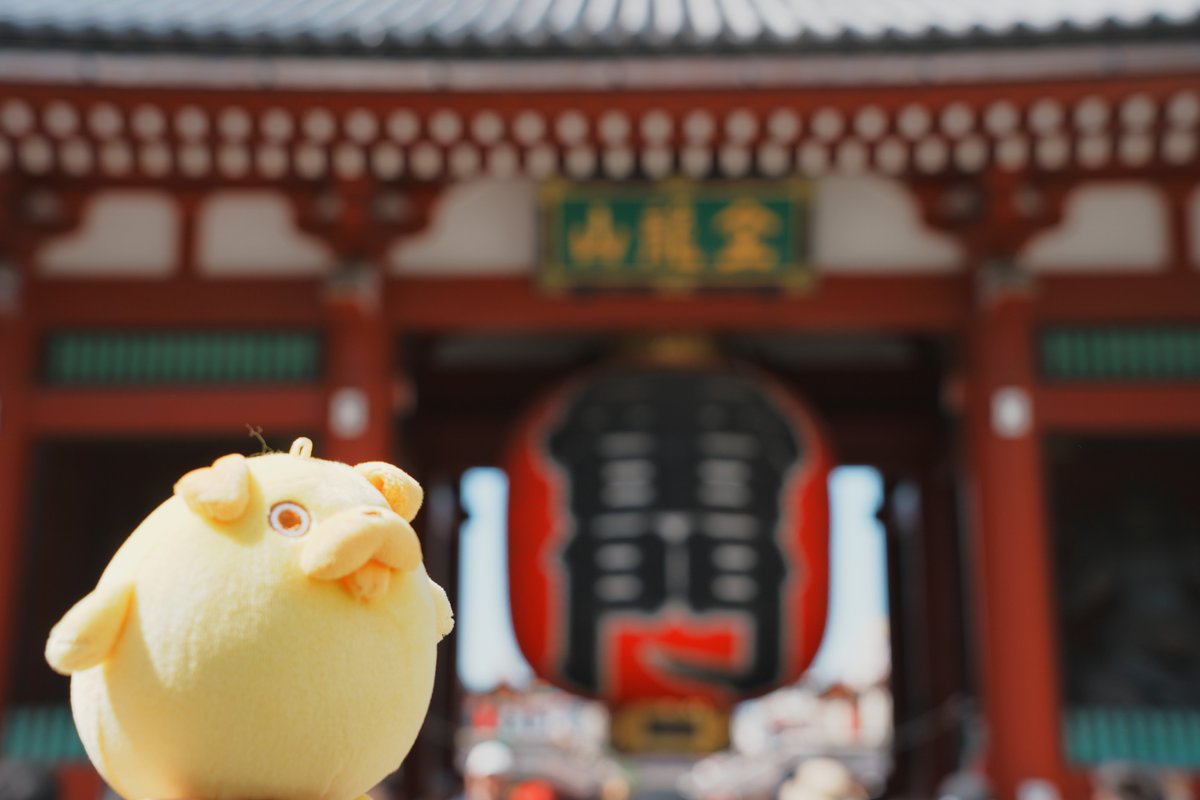 pagtaro_info's tweet photo. 浅草にやってきたパグ太郎🐾

おっきい門にびっくり…！⛩️💛
でも気になるのは、
やっぱりおいしいにおい…😋

……あれ？
ちょっとふっくらしたかな…？🤭

#おじカワ
#パグ太郎 https://t.co/cJ5iIdcU6b