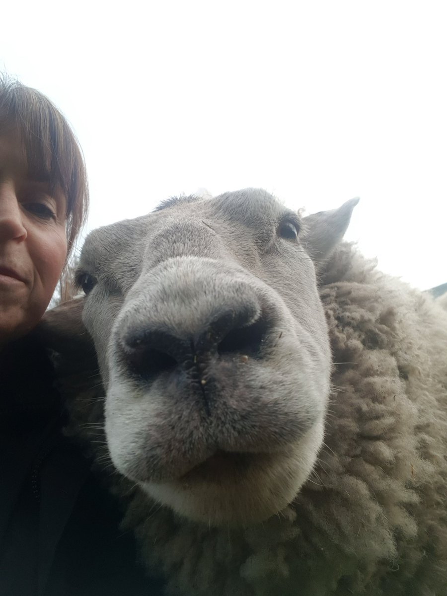 Irene Mackay#The Vegan Shepherdess tweet media