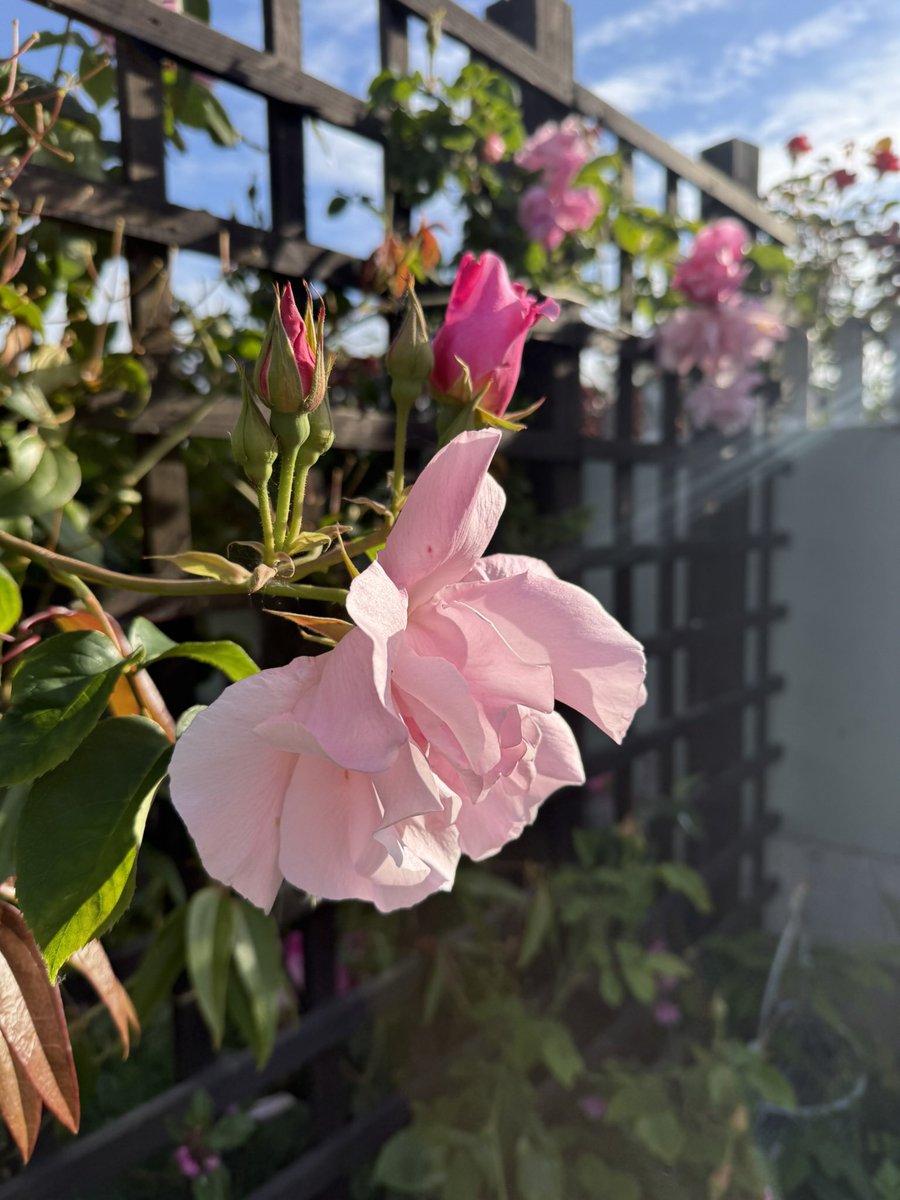 🦋DollysCottageGarden🦋 tweet media