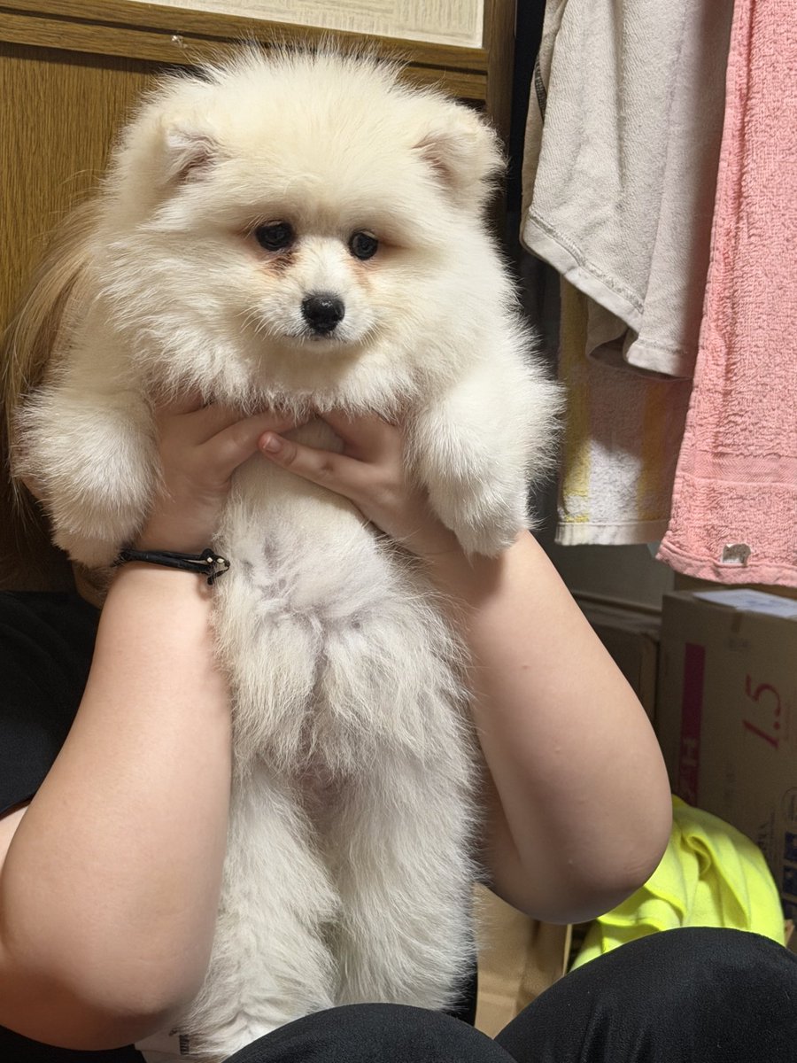 nsk0411's tweet photo. 土曜日に新しい家族をお迎えしました〜。
名前はゆずです😆
時々出てくるかもです笑
みかんももちろん元気です😆 https://t.co/LVkPNcCNhh