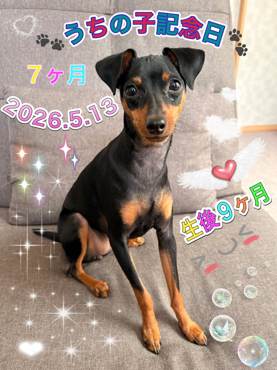 cafe_vivi's tweet photo. 5月13日🐾うちの子記念日 7ヶ月です🥰
生後9ヶ月✨
散歩大好きViViちゃん🐾
これからも いっぱい おでかけしようね〜😆👍
#minipin #vivi #うちの子記念日 #ミニピン好きな人と繋がりたい https://t.co/lPrXaXUlLG