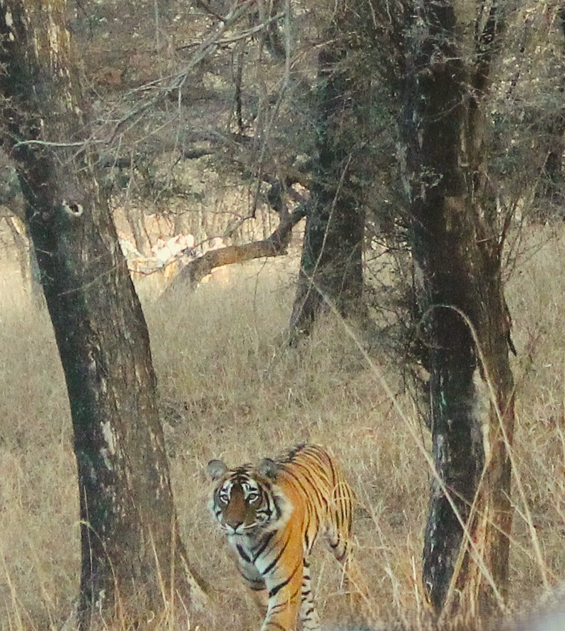 UTSAV_CH's tweet photo. @indiatigereserv @my_rajasthan @moefcc @RTReserve Saw both of them last month. https://t.co/Fg4uhusta6