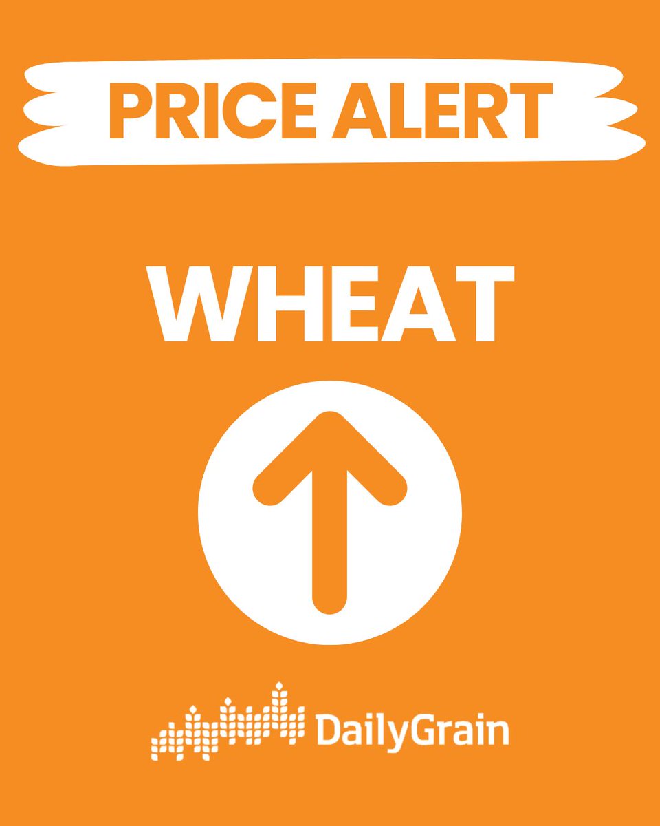 MyDailyGrain's tweet photo. DailyGrain WHEAT pricing is having a run today across KWI/ALB/ESP zones with H2, AWW, ASW9 and APW grades with bids up $12-$13. Buyers also seeking LUPINS in KWI $370. 

Consider listing Offers today while the market is moving.

Call Fiona 9416 6244. https://t.co/YPHTpp0pUD