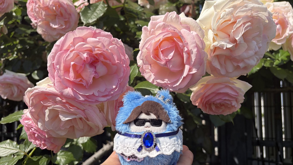 0toritoritori0's tweet photo. 庭園がめっちゃ綺麗だった～
 #MSSPぬいちゃん部 https://t.co/OaCJ9DuR8F