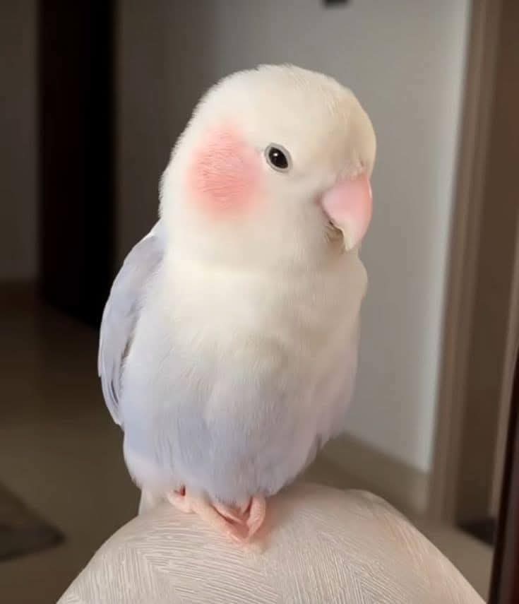 ♡ tweet media
