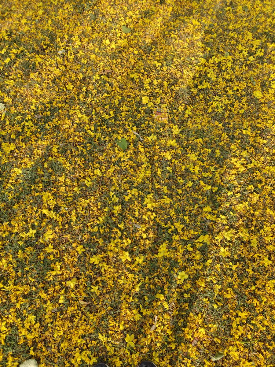gwrites345's tweet photo. Timeline cleanse
#amaltas #morningwalk #lovedilli #delhi https://t.co/LaJuWUDL8N