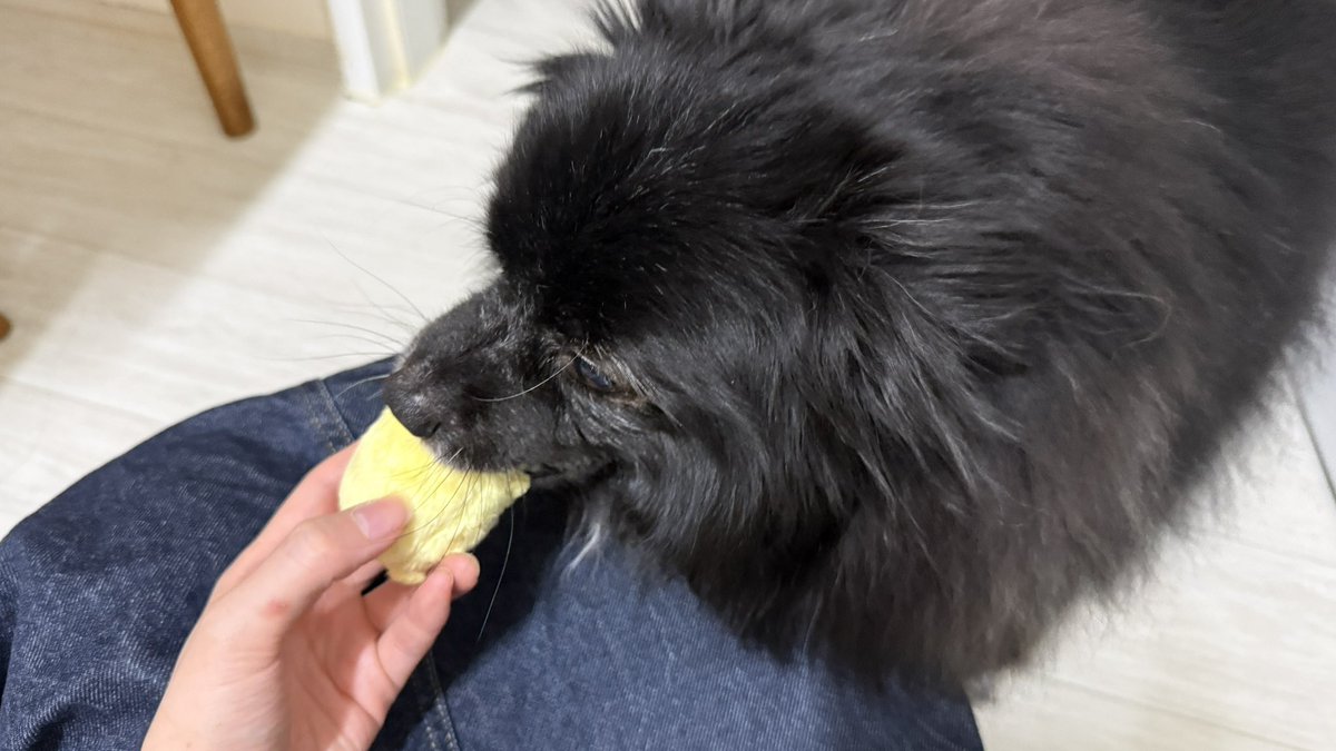 707_1108's tweet photo. 헤헤 햄스터🐹 https://t.co/2WkSHD4MP7