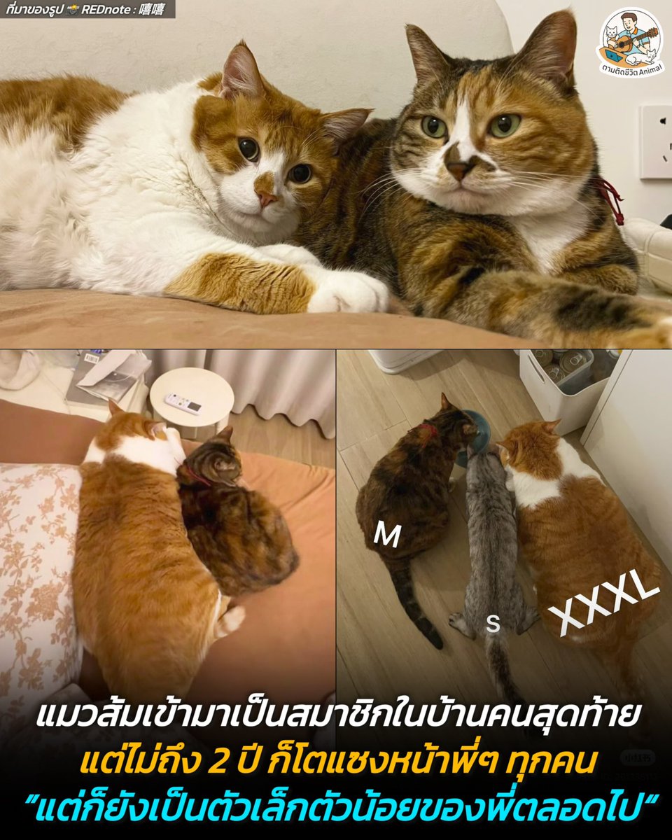 ตามติดชีวิตAnimal tweet media