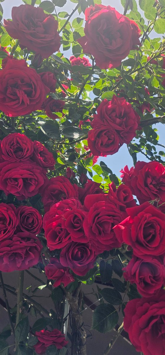 Günaydın, mutlu sabahlar 😃 yüzünüzden gülücükler, kalbinizden neşe eksik olmasın 🥰 huzurlu günler olsun herkese 😊🌻🌺❤️