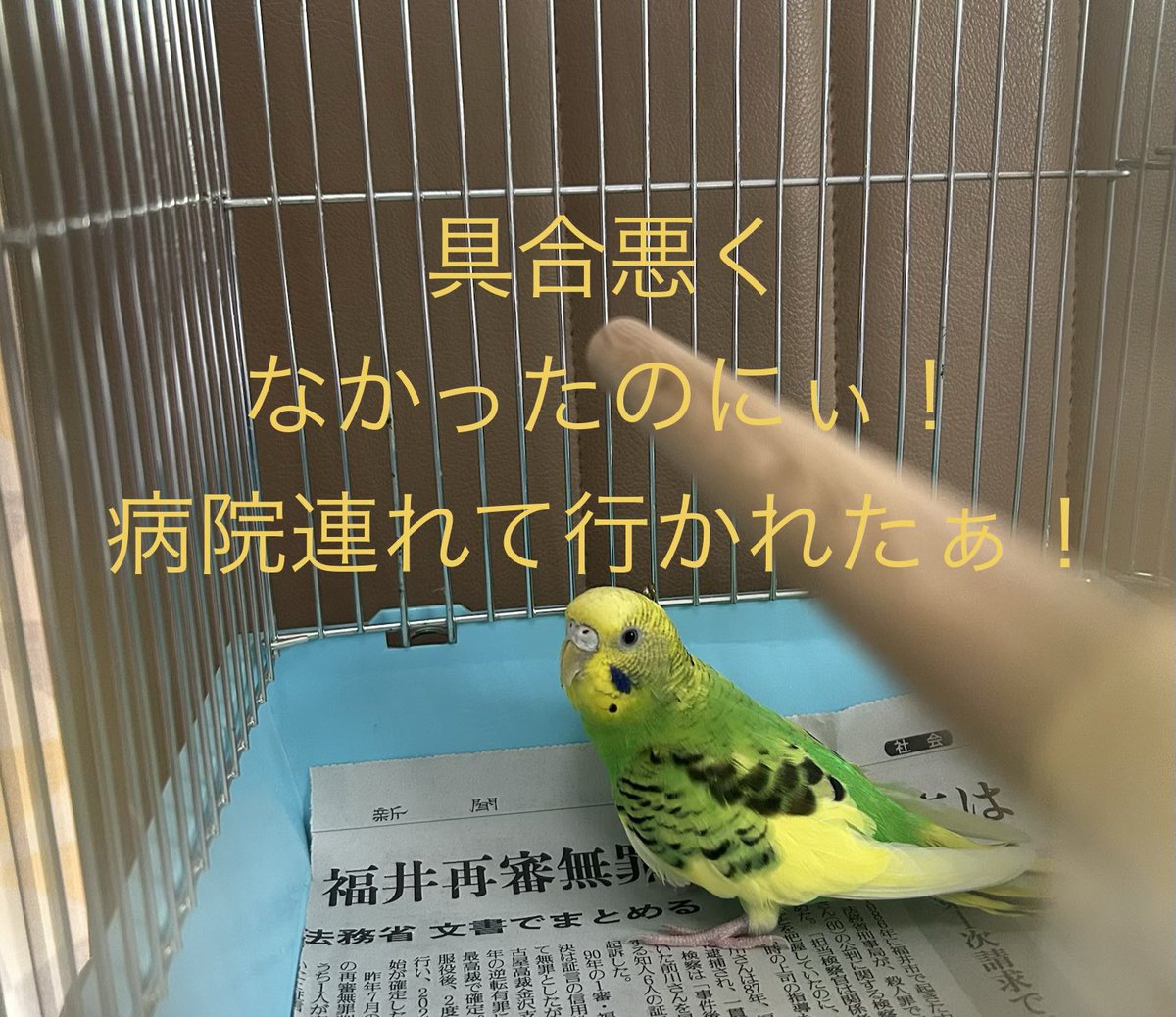 金運インコ しあわせのShip's Cat金貨＞純金コインの宝飾ペンダント：I・E・I