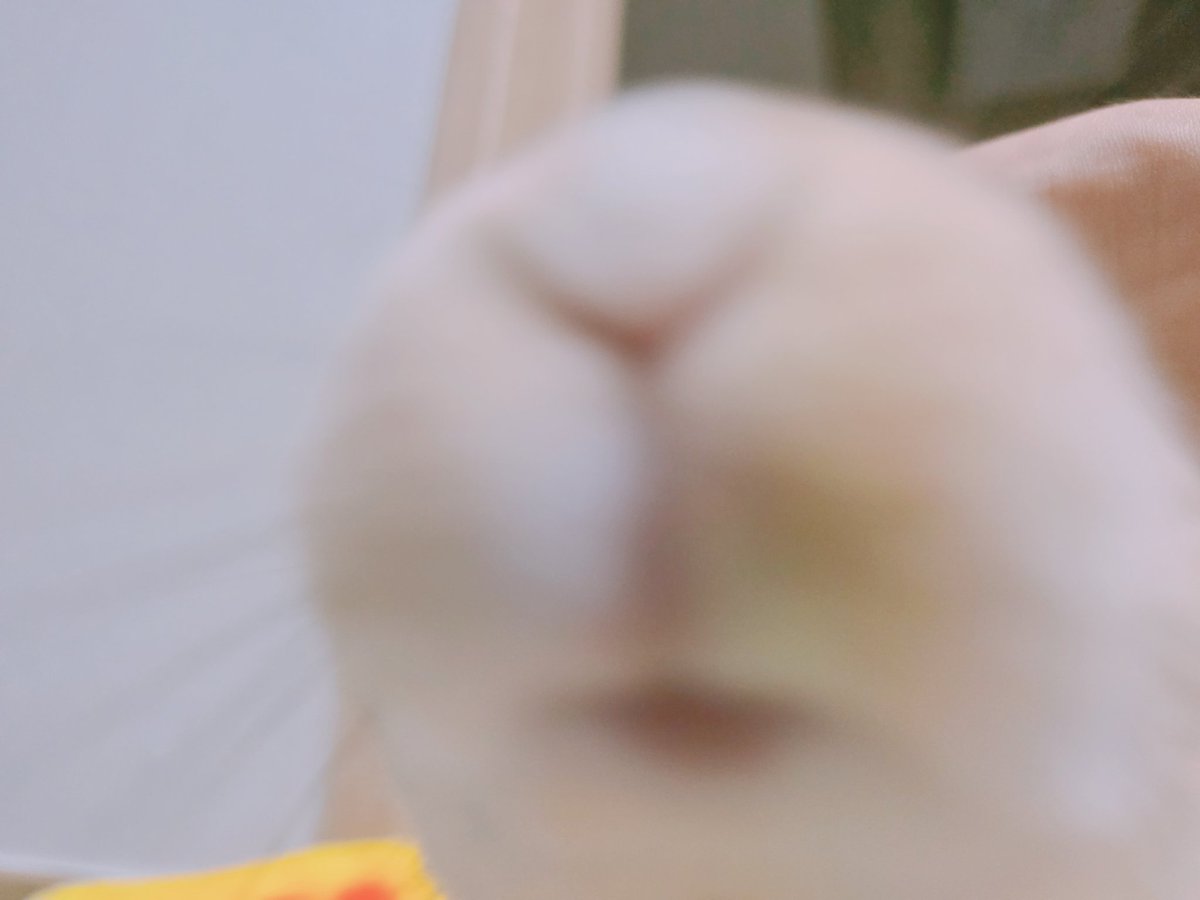 IAgitokki's tweet photo. 툐끼입니까?
툐
툐니오 https://t.co/UVqOawFG6j