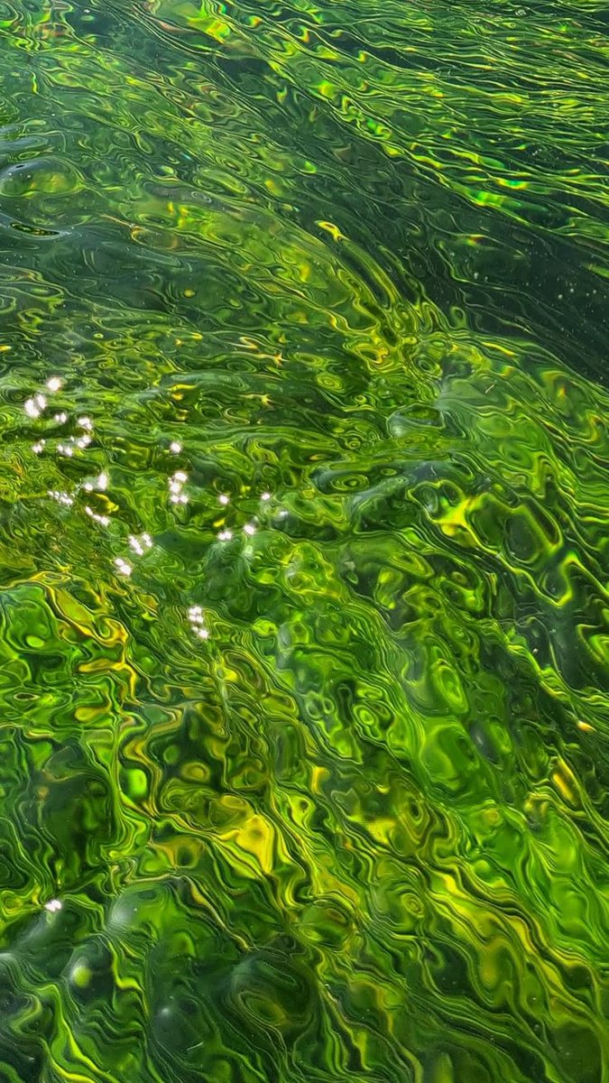 greenvibe's tweet photo. green https://t.co/5Blk6KiZSv