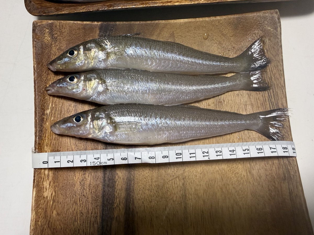 釣下型金幣　１尺 神社　小さなキズあり 先日のキス釣りの結果！ なんと3位🥉35匹😍 あの時お手洗いに行って
