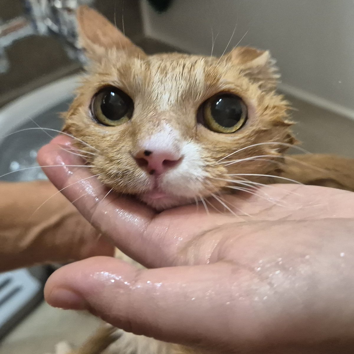 goanggu_gildong's tweet photo. 앵급 목욕했어요
근데 급식이 저세상 납작이고 앵구는 그냥 푸짐함 https://t.co/KxY3QrfZ1r