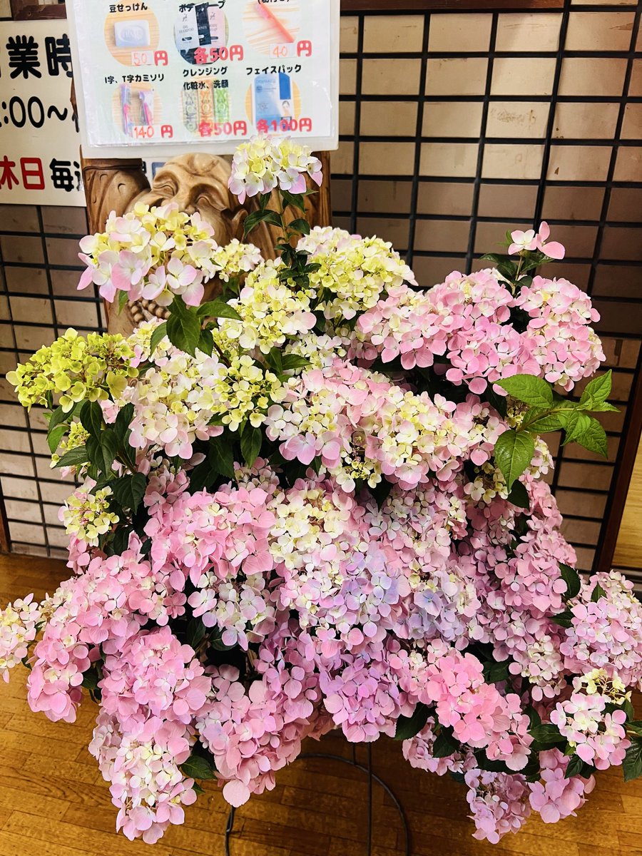 姫松温泉 tweet media