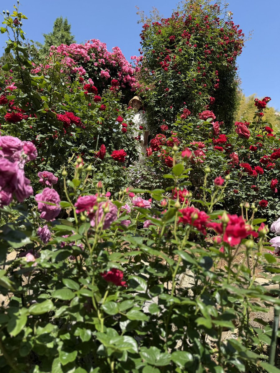 Axtaxmi's tweet photo. 2026.5.10
女将さんの薔薇園 一句石に行ってきたけど、凄い🌹🌹🌹
お天気も良くて薔薇が綺麗🌹
良い香りでした
 #女将さんの薔薇園
 #一句石 https://t.co/o7o8lWxfp1