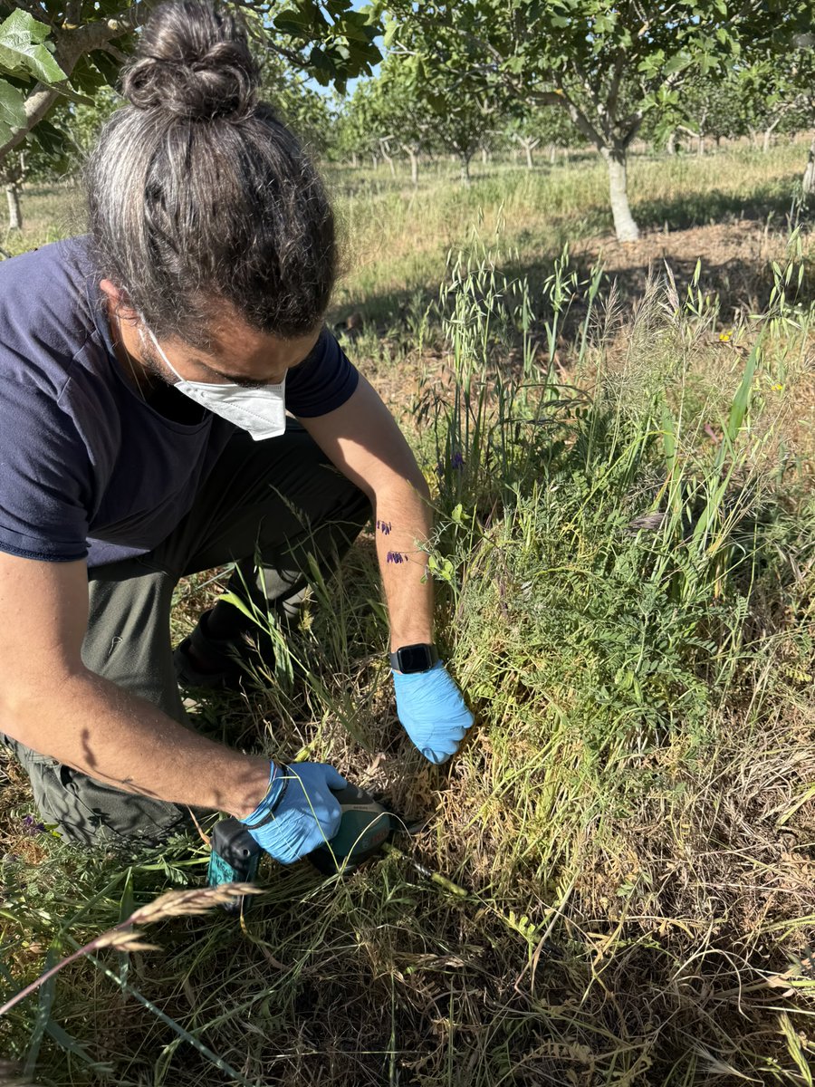 AgrofigPrima's tweet photo. As part of the AGROFIG project, sampling of the vetch and oat cover crop has been carried out in the fig agroforestry trials.
These analyses will help assess the potential of cover crops to improve soil fertility and the sustainability of the production system.
#AGROFIG @CICYTEX https://t.co/pS71j4haJP