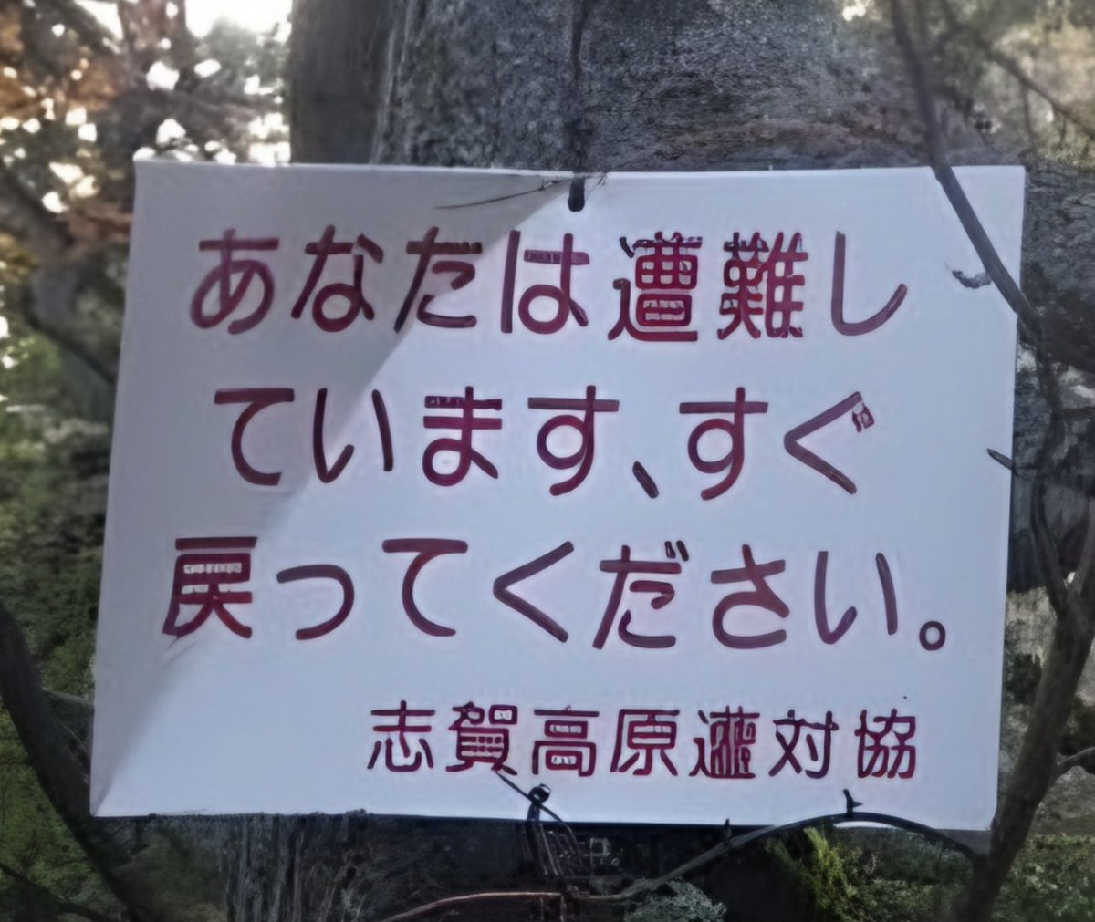 フルフル tweet media