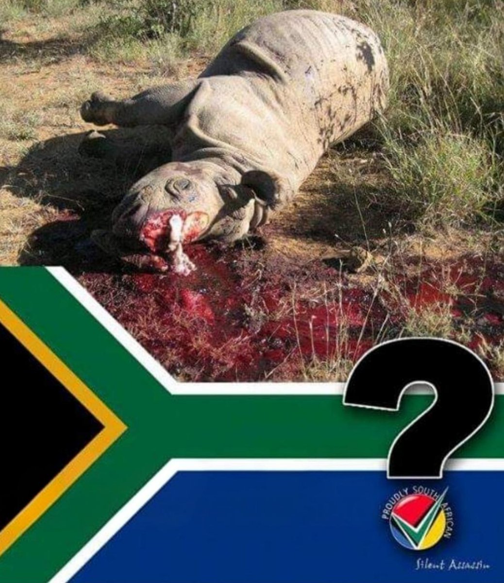 SueSpurgin's tweet photo. #SouthAfrica Ezemvelo KZN Wildlife report since the start of the year, 13 rhinos have been #poached. A big improvement compared to the 33 #rhinos poached by May 2025 in KZN. @environmentza @willieaucamp1 when will the 1st quarter's figures for the other provinces be published? https://t.co/QK4t2wHeSq