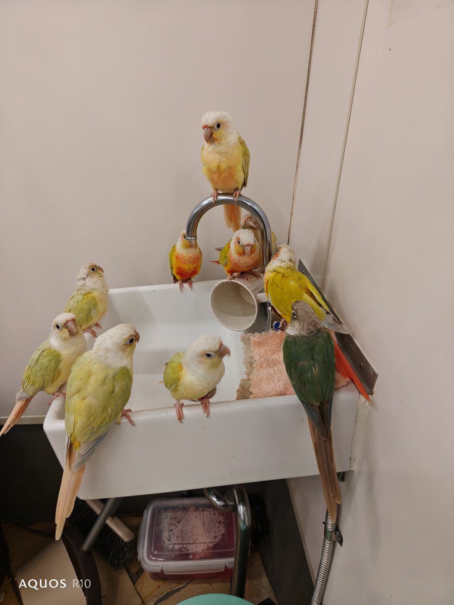 mightygunta's tweet photo. ほぼ定番になりつつある鳥のいるカフェへ🐥癒された〜🥰 https://t.co/bYN0jrqiUw