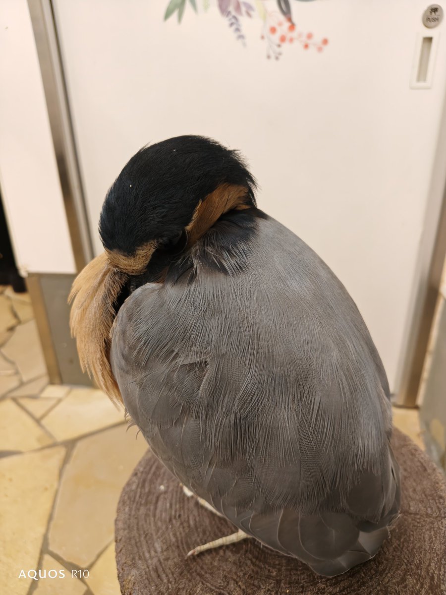 mightygunta's tweet photo. ほぼ定番になりつつある鳥のいるカフェへ🐥癒された〜🥰 https://t.co/bYN0jrqiUw